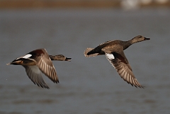 David Plant Photography - Wildlife Photography - Gadwall - G